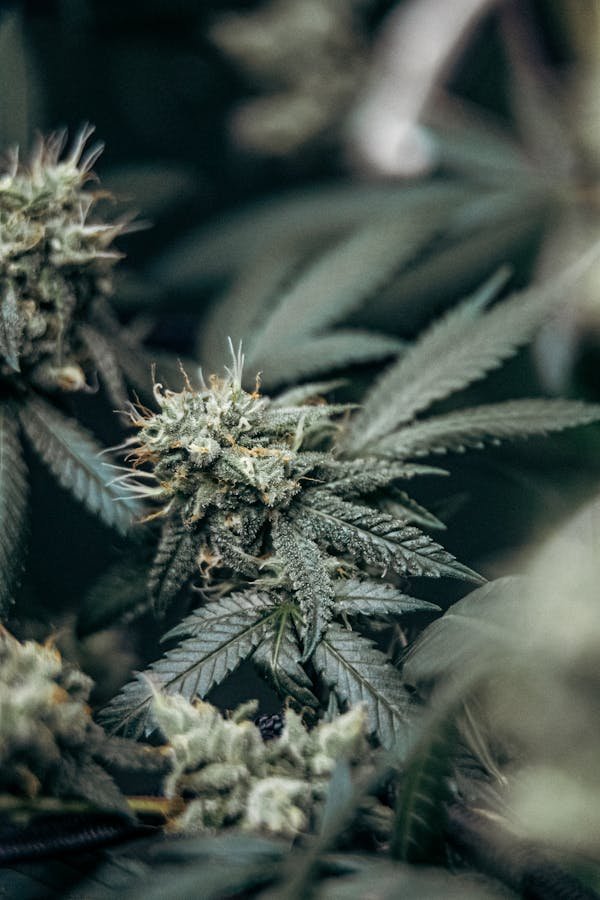 Fleurs chanvre : votre allié pour une méditation sereine